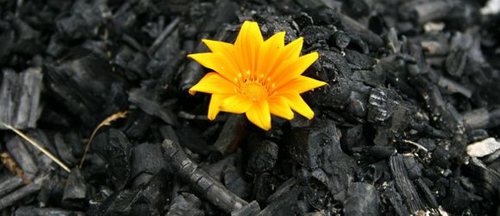 [Photo of a flower growing in a pile of ashes]