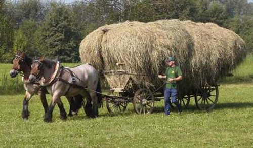 [Photo of a horse-drawn wagon]