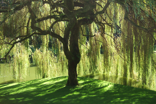 [Photo of a willow tree]