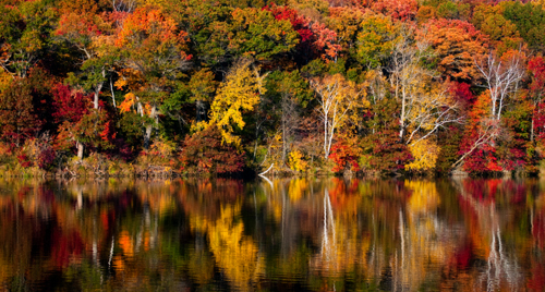 [Photo of autumn foliage reflected in a pond]