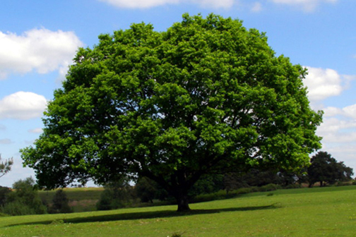 Photo of a large tree