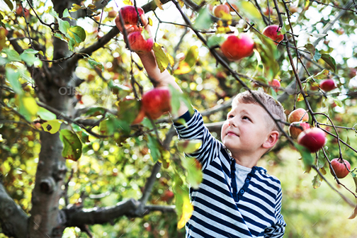 [Photo of a boy with a basket of fresh-picked apples]
