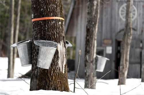 [Photo of collecting sap from tapped trees]