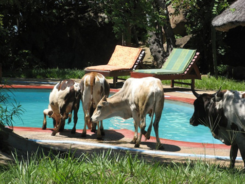 [Photo of cows beside a swimming pool]
