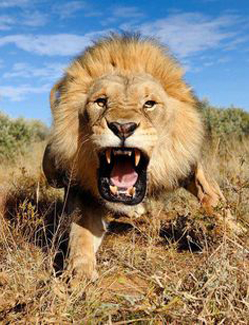 [Photo of a roaring lion]