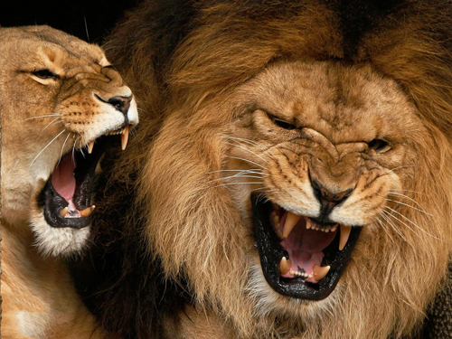 [Photo of roaring lions]