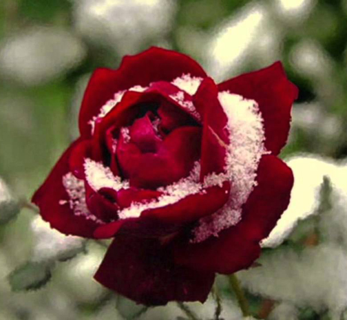 [Photo of a snow-covered rose]